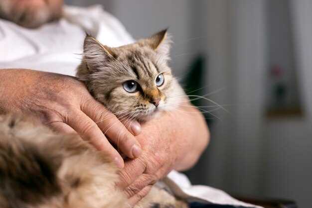 Как выбрать кошку для аллергиков: советы аллергологов, обзор пород и правила проживания