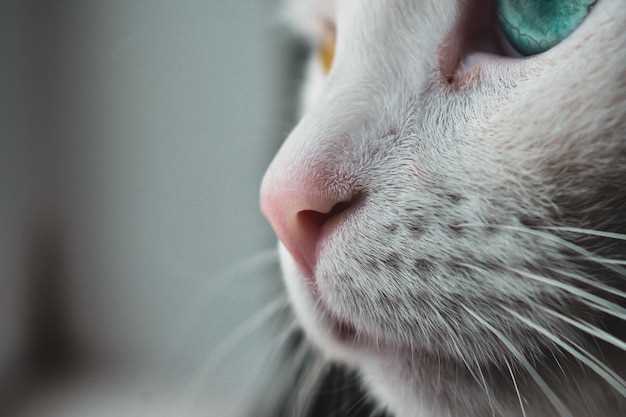 Породы кошек, подходящие для аллергиков: фото и описания