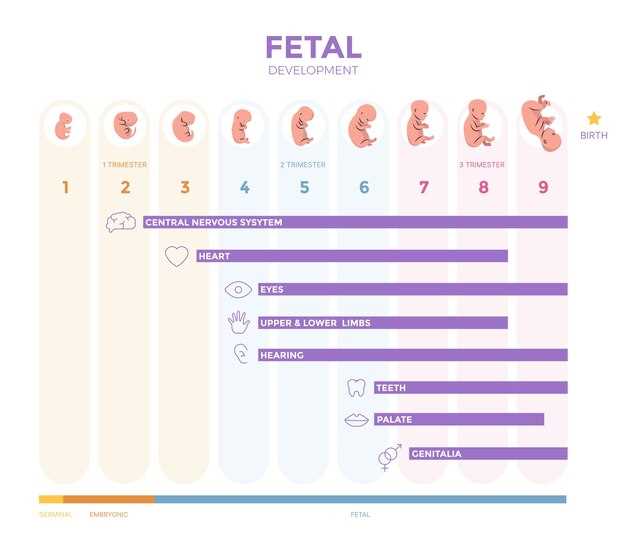 Третий месяц беременности: основные структуры готовы