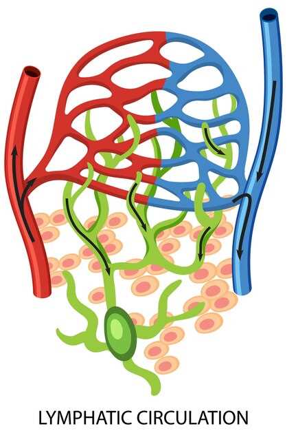Анатомическое строение подвздошных артерий