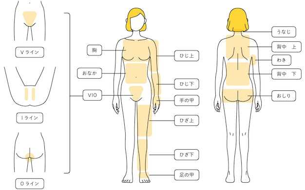 Функции и строение спины человека: все, что вам нужно знать [Медицина Здоровье]